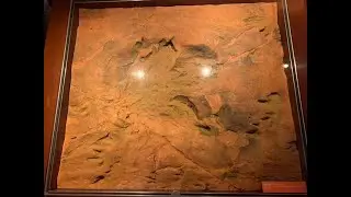 What Made the Dinosaur Trackways? Joseph Hubbard, Creationresearchuk.com.