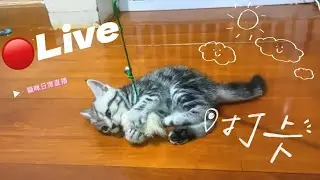 🔴[LIVE]「Cat House Cattery 貓屋 」Daily New born baby 2025-11-01