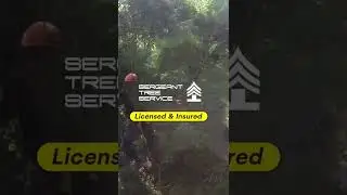 Tree Service - Licensed & Insured - Affordable by Sergeant Tree Service