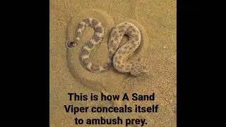 This is how a Sand Viper conceals itself to ambush prey.