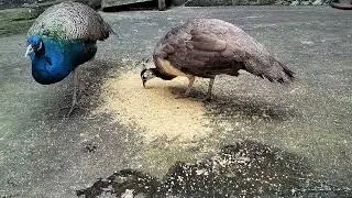 Peacock Indian - Aviary Peacock 