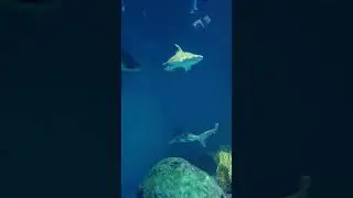 My favorite animal #Shark #shark #sharks #sharksong