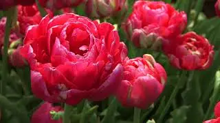 Renown Unique - Tulip  🌷🌷🌷  vdqbulbs.com.au