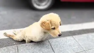 The disabled puppy tried to climb the stairs to plead with passersby, but they ignored her