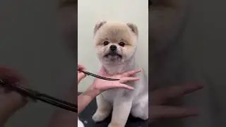 CUTE AKITA PUPPY FACELIFT AND NEW STYLING 🐾🐶🙉 #pets #grooming #cuteanimal #dog