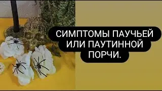 Симптомы паучьей порчи. #паучьяпорча #симптомыпаучьейпорчи