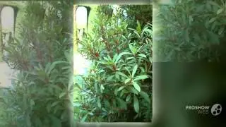 Drimys - garden plants