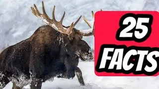 25 interesting facts about moose