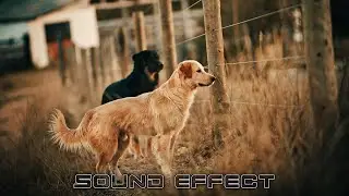 Dogs | Dog Run Up Stairs - SFX Producer | No Copyright Dogs Sounds