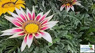 GAZANIA BADERAND 2024