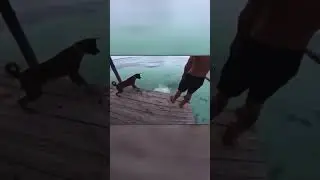 Dog vs. Shark &mdash; The Wildest Dive Ever!