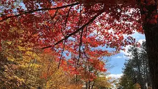 Words in the Woods with Judith Chalmer