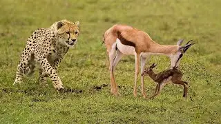 Cheetah Hunting Newborn Baby Springbok | Springbok Giving Birth