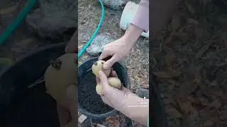 tater time #growyourdreams #gardening #potato #garden #viral #gardenliving #diy