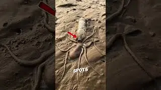 This Octopus Lost its Home 🤯❤️