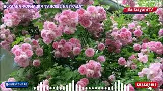 🌺🌺 Една българска роза (Cover 2025) 🌺🌺