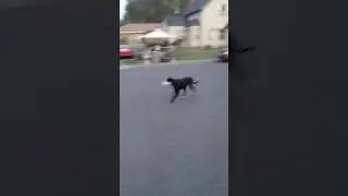 Pete the Wonder Dog on his roll