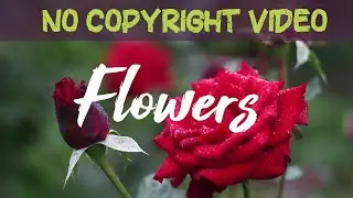Flower Close up - No Copyright video | Mind Relaxing | Flowers Cinematic Videos