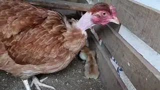 Köyde 65. Gün hayvanlarım çoğalıyor 