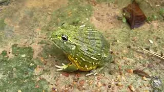 African bullfrog