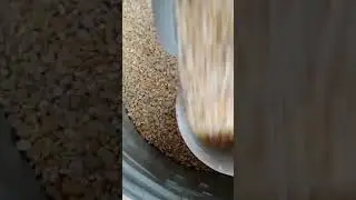 Heavy Massive Scoops! #hen #animals #chicken #nature #asmr #egg #farming #pets #birds #shorts #pet
