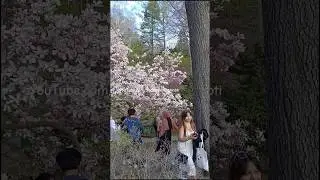 High Park Cherry Blossom 2025. // High Park Cherry Blossom Toronto 2025 #shamshermannbti