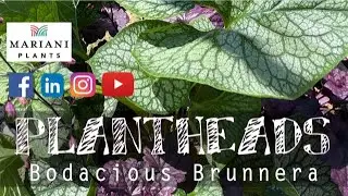 PLANTHEADS - Bodacious Brunnera