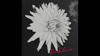 Daniel Stark - Dahlia