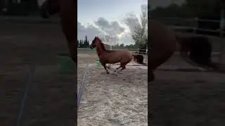 Clumsy horse trips while running around in circles
