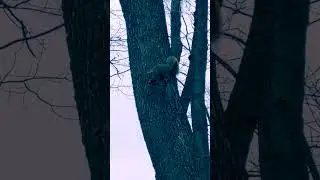 A Fox Squirrel barking at me.