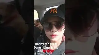 Harley the great Dane likes riding in the car #great Dane #happy dogs #cute dogs #Big dogs