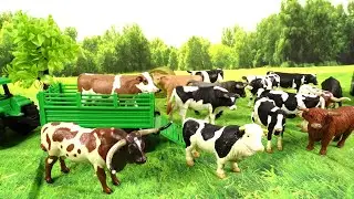 Cows/ Toros/Cows/Bulls/Vacas/Mucche/