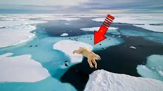 Это фото шокировало весь интернет! Посмотрите, что обнаружил дрон!
