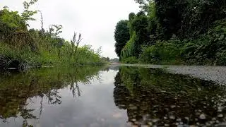 abmience of nature, noise wind, birdsong for relaxation 1h || атмосфера природы, ветра и птиц 1ч.