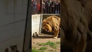 Curious Kitten Enters Lion's Den! #animal #lion #kitten #rescue #animals #drama