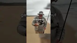 Mulloway just WOOFED this bait!