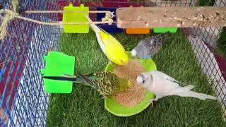 Birds🦜 Daily life like share✨️& subscribe do🐦