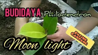 Cara memperbanyak Philodendron Lemon / philodendron moon light cultivation