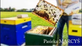 Pszczoła kaukaska oraz nieudany atak szerszenia.