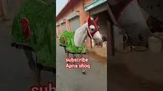 horse #allpakistantangarace #horse #horser #attitude #sindhihorse