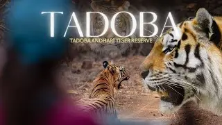 Tadoba - Andhari Tiger Reserve | My luxury stay at Limban resorts