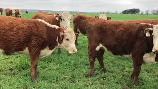 The Cattle Range Listing # 902C545-201