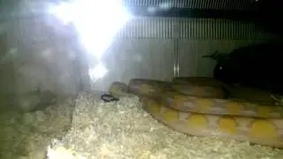 Europe's first coral platinum retic python