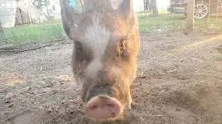 Pet Pig Outdoor Pen - Hazel & Cocoa the homestead pigs - Maizey Meadows Farm