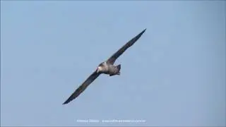 Giant Petrel (Macronectes sp) flying Uruguay 7 2012 Antonio Silveira