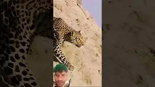#wildlife #leopard #facts