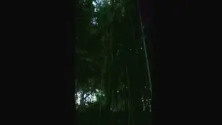 Fireflies in North Carolina