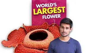 Worlds largest flower is extremely stinky! 🤢