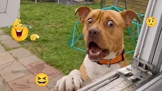Only 1% Can Keep a Straight Face 😂🐕 Best Funny Dog Moments 2026 #15
