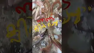 ഞണ്ട് ക്ലീൻ ചെയ്യാം ഈസിയായി || 𝗛𝗼𝘄 𝗧𝗼 𝗖𝗹𝗲𝗮𝗻 𝗖𝗿𝗮𝗯 𝗣𝗿𝗼𝗽𝗲𝗿𝗹𝘆🦀🦀🦀